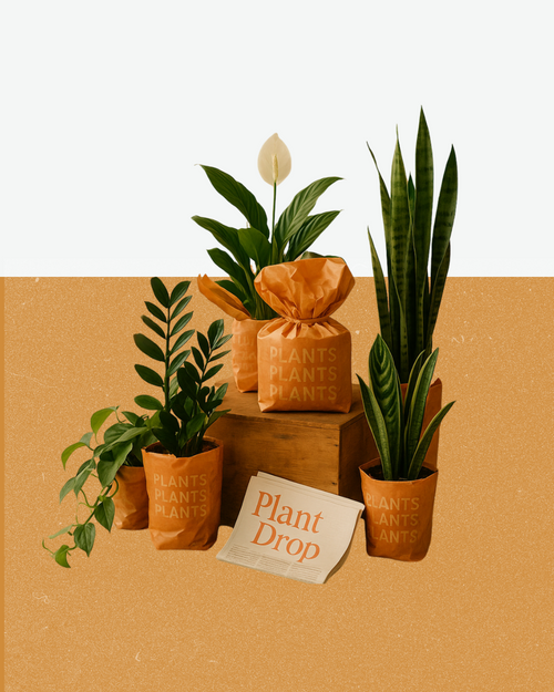 Full Room Kit (5 Plant)